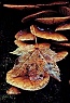 Fallen Maple Leaf & Mushrooms